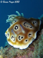   Leopard Nudi Chromodoris leopardus...........Canon G9 Inon UCL165 macro lens leopardus)....¸><((((º>`·.¸.·´¯`·...¸><((((º>`·..Canon leopardus)¸><((((º>`·¸·´¯`·¸><((((º>`·Canon leopardus) ¸><((((º>`· ·´¯`· Canon UCL-165 UCL 165  